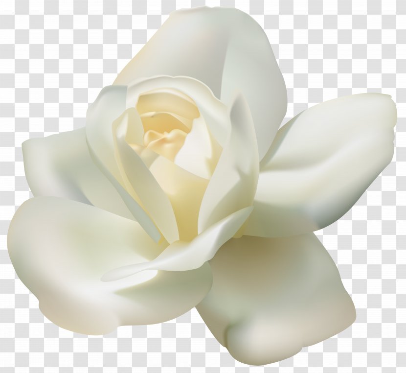 Arabian Jasmine Tea Clip Art - Rose - Beautiful White Clipart Image Transparent PNG