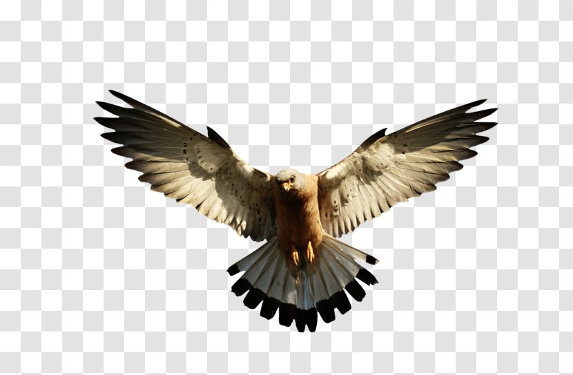 Bird Bald Eagle - Image, Free Download Transparent PNG