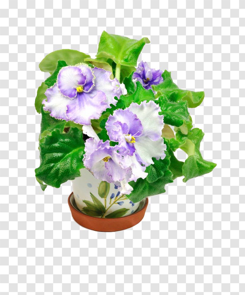 Flowerpot Violet Clip Art - Floral Design - Flowering Plant Transparent PNG