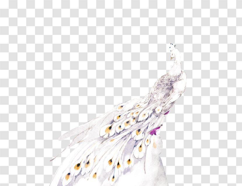 Peafowl - Bird - Peacock Transparent PNG