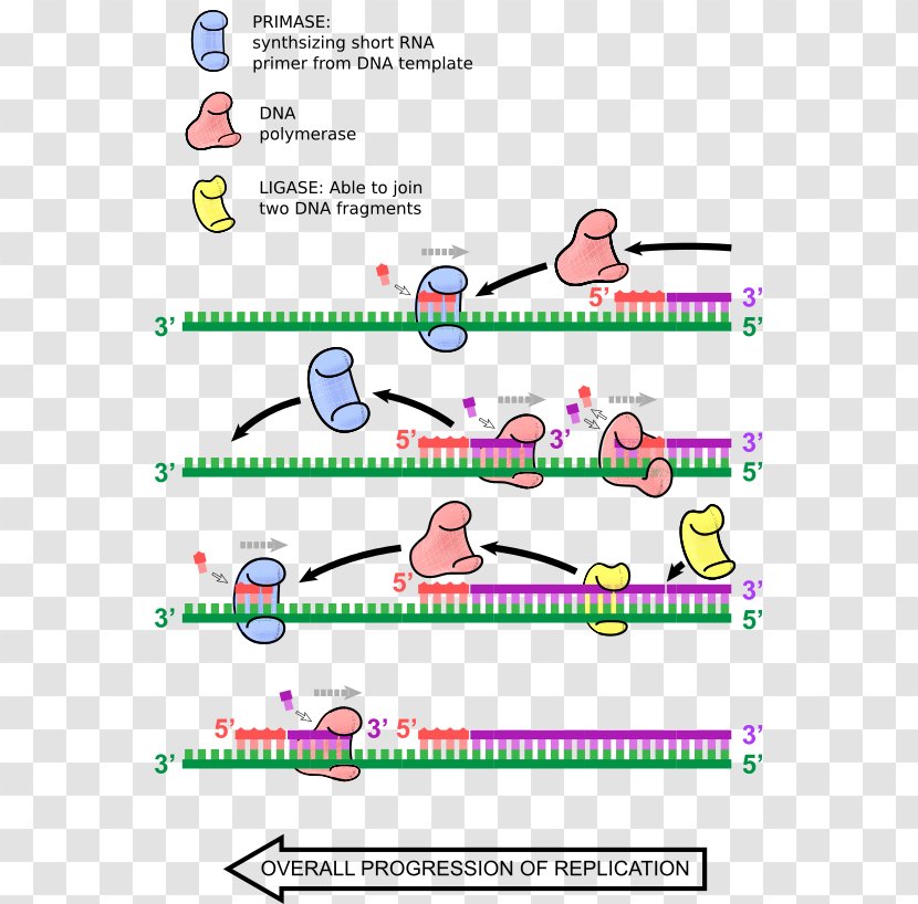 DNA Replication Primer Biology Polymerase - Dna I - Diagram Transparent PNG