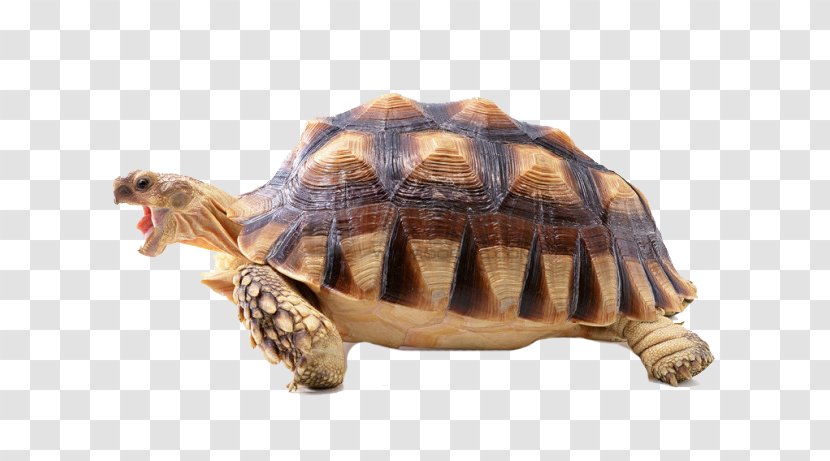 Turtle Shell Reptile Desktop Wallpaper High-definition Television - Indian Star Tortoise - Free Buckle Transparent PNG