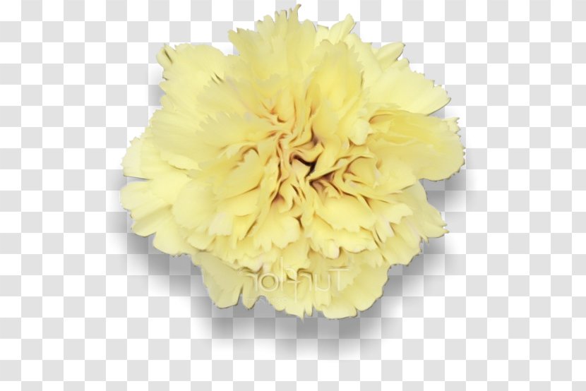 Yellow Flower Petal Cut Flowers Carnation - Peony Dianthus Transparent PNG