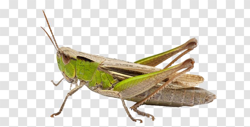 Grasshopper Beetle Cricket Stock Photography - Locust - Green Transparent PNG