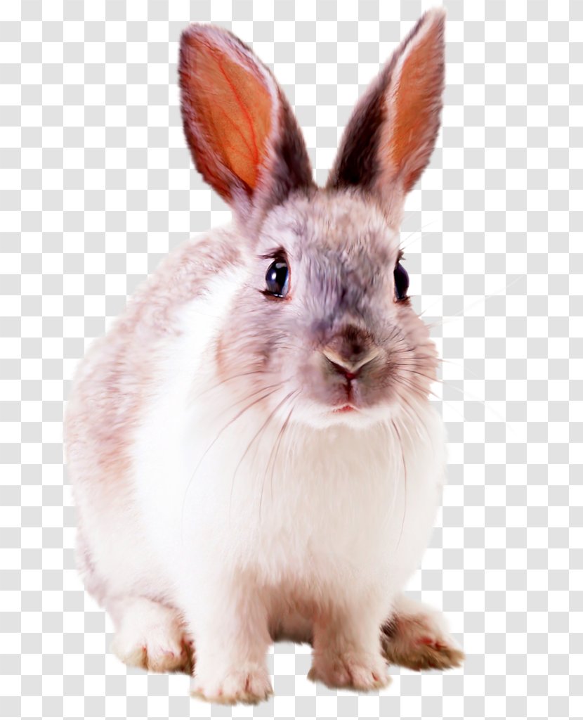 Hare Rabbit Desktop Wallpaper - Pet Transparent PNG