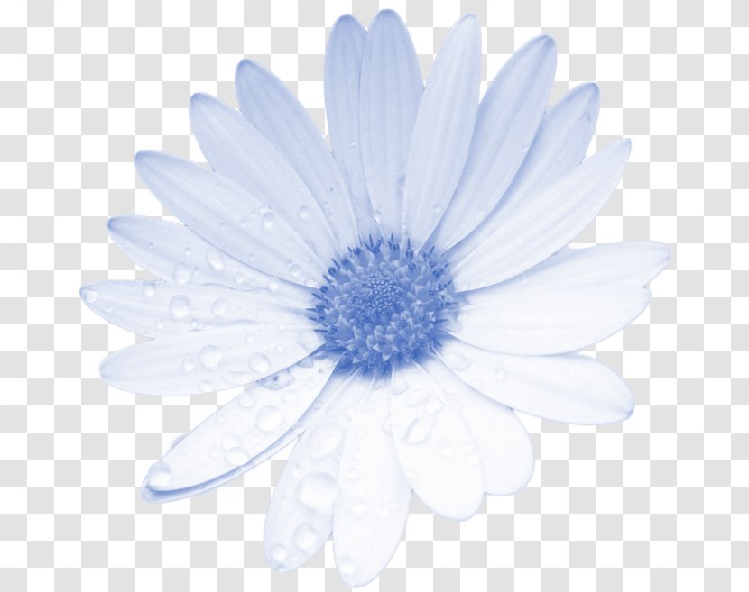 Flower Blue Clip Art - Plant Transparent PNG