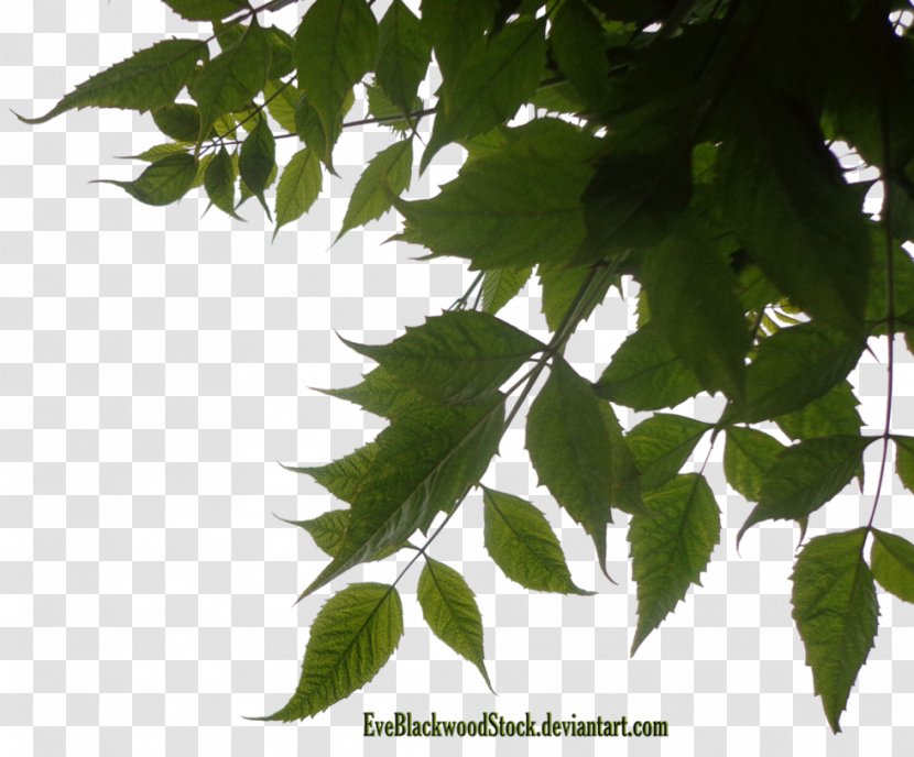 Leaf Tree Photography - Deviantart - Greenery Transparent PNG