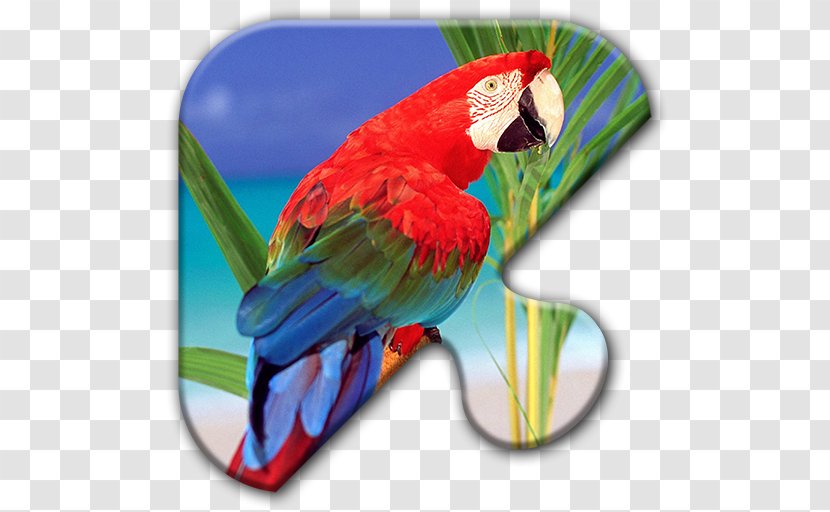 Polly Parrot Bird Lear's Macaw Desktop Wallpaper - Watercolor Transparent PNG