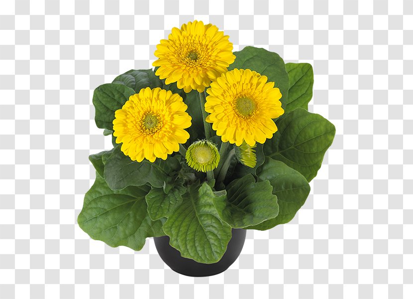 Transvaal Daisy Ukraine Seed Plants Houseplant - Primula Transparent PNG