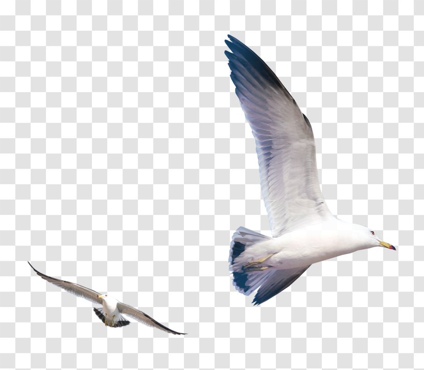 Gulls Bird - Beak - Flying Seagull Transparent PNG