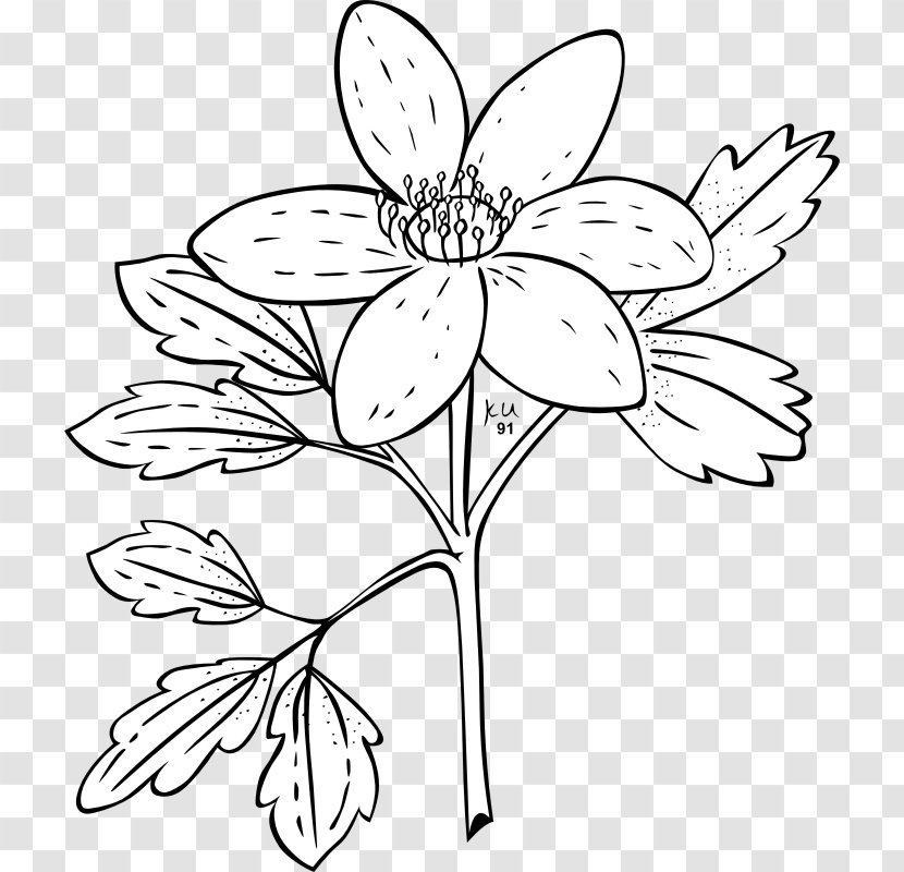 Anemone Nemorosa Canadensis Plant Flower - Membrane Winged Insect - Public Domain Drawings Transparent PNG