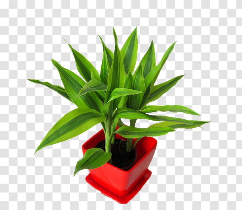 Lucky Bamboo Leaf Soil Plant - Bamboe - Child Transparent PNG