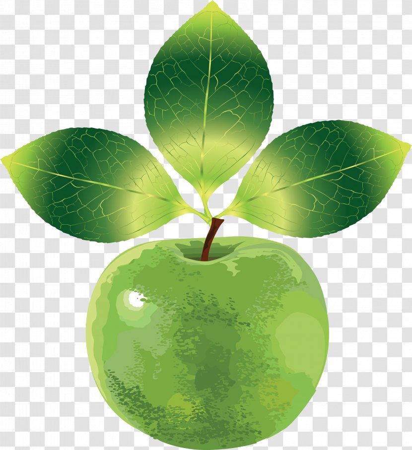 Euclidean Vector Apple - Green - 3d Cartoon Fruit Material Transparent PNG