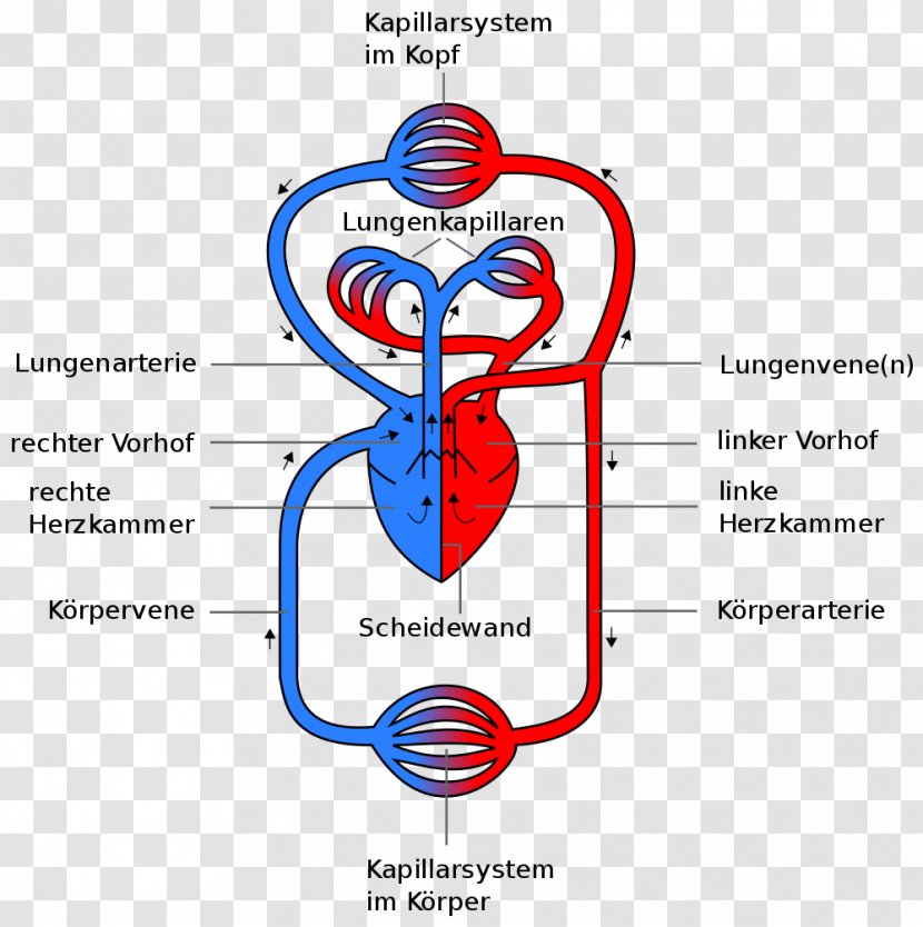 Circulatory System Pulmonary Circulation Heart Artery Human Body Transparent PNG