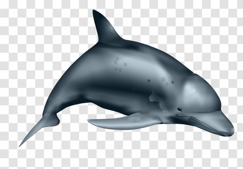 Dolphin Clip Art - Fauna Transparent PNG