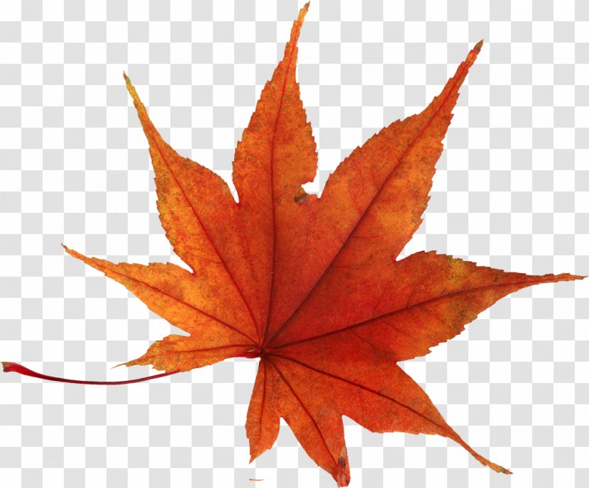 Autumn Leaf Color - Maple Tree Transparent PNG