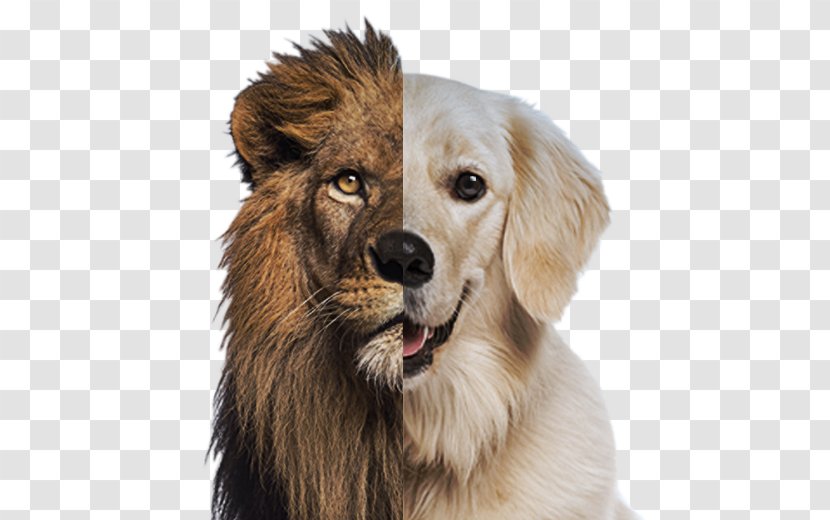 Lion Dog Breed Roar Cat Companion - Fur Transparent PNG