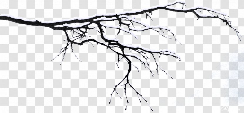Twig Branch Tree Snow - Frame Transparent PNG