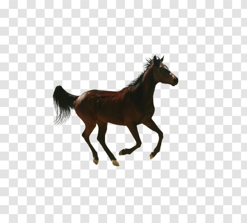 Horse Vector Graphics Image Drawing - Steed Transparent PNG