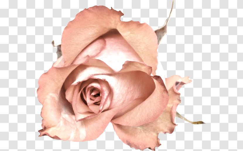 Garden Roses Cut Flowers Petal - Plant - Rose Transparent PNG