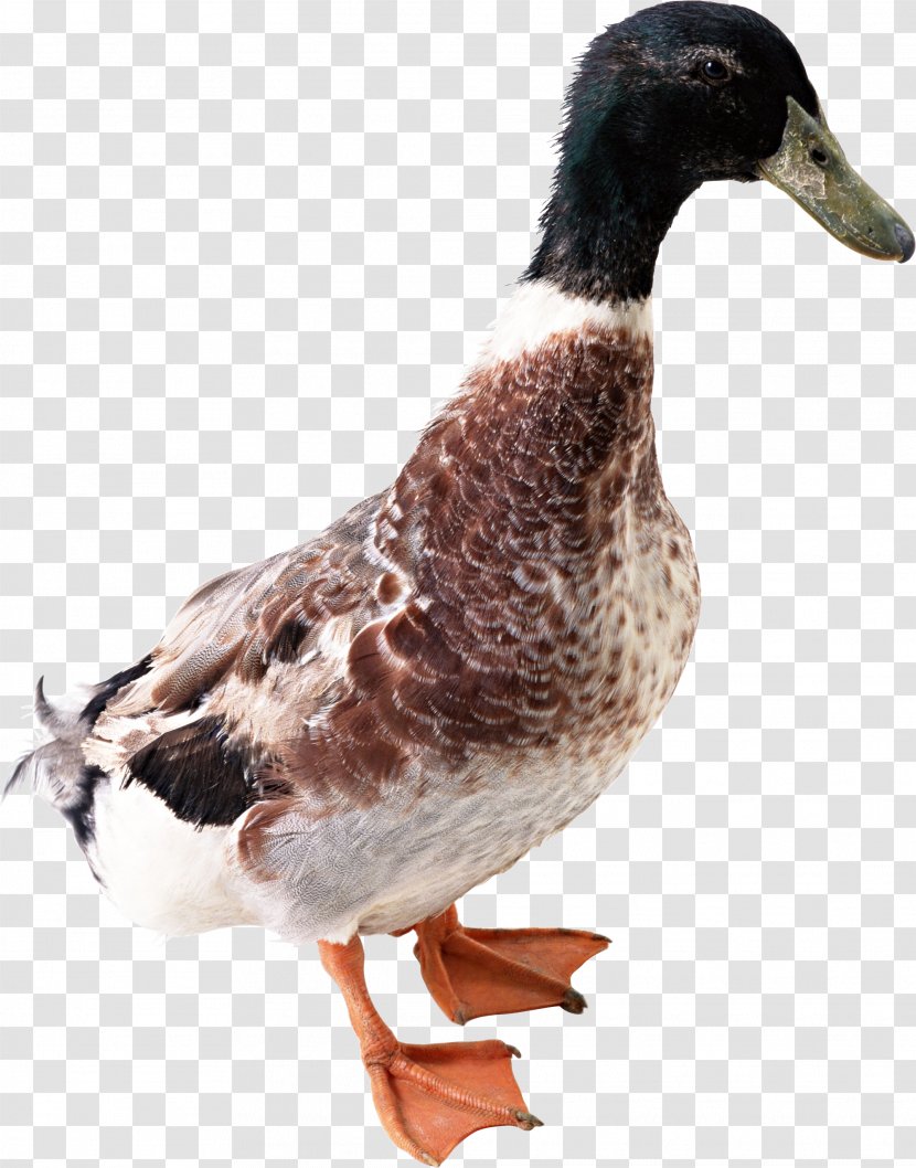 Duck Icon - Domestic - Image Transparent PNG