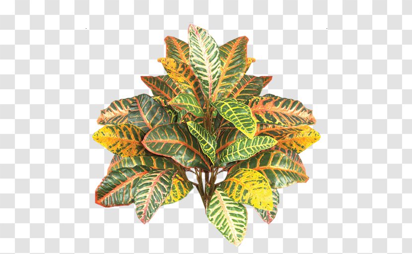 Garden Croton Green Yellow - Shrub - Red Bush Transparent PNG
