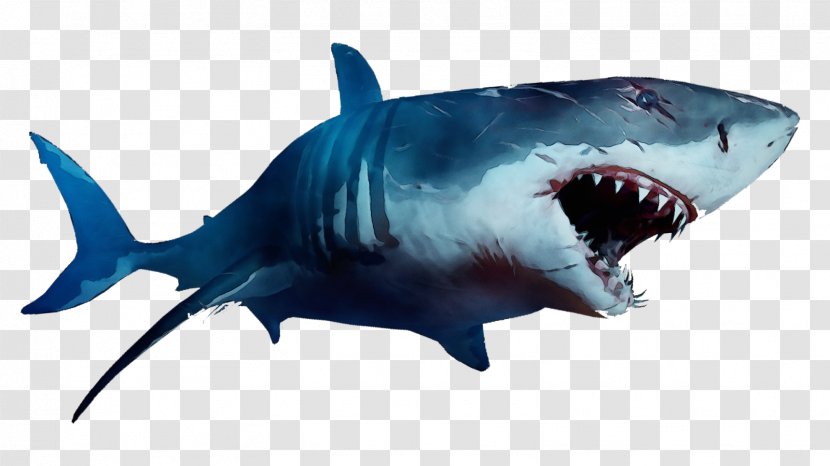 Great White Shark Background - Requiem Sharks - Whale Squaliformes Transparent PNG