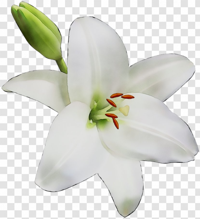 Cut Flowers Lily M - Plant Transparent PNG