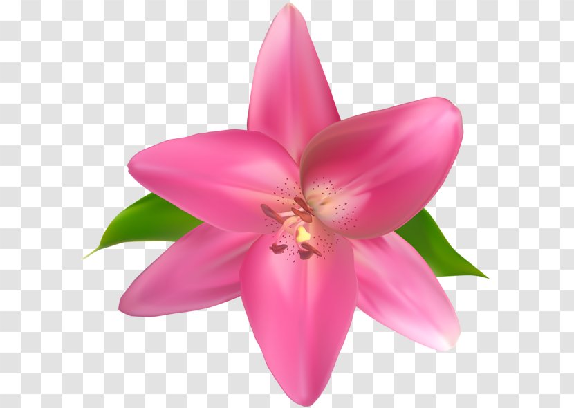 Cut Flowers Pink Clip Art - Lilac - Flower Transparent PNG