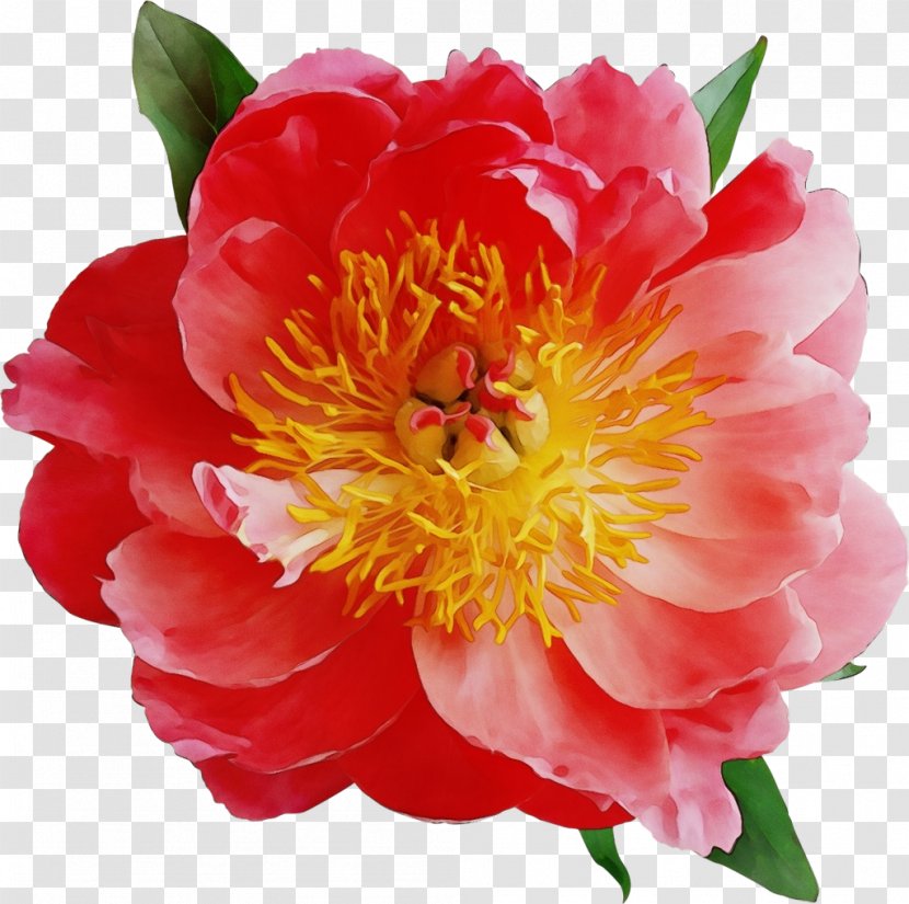 Watercolor Pink Flowers - Common Peony - Annual Plant Wild Transparent PNG