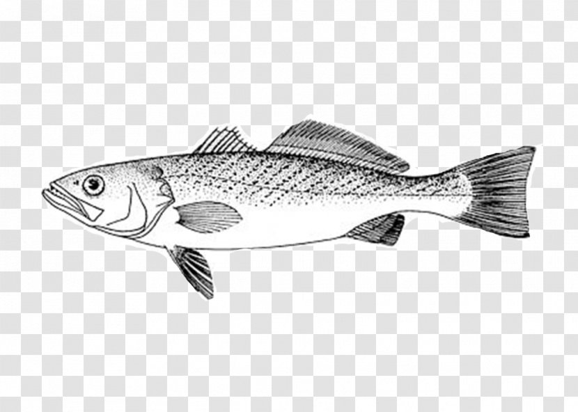 Eating Cartoon - Bass - Rayfinned Fish Bonyfish Transparent PNG