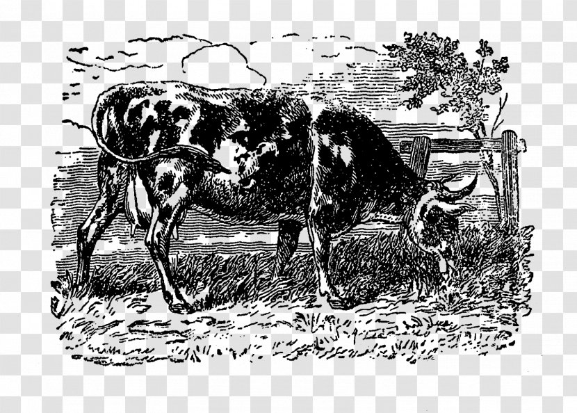 Dairy Cattle Ox Horse Black And White - Cow - Farm Transparent PNG