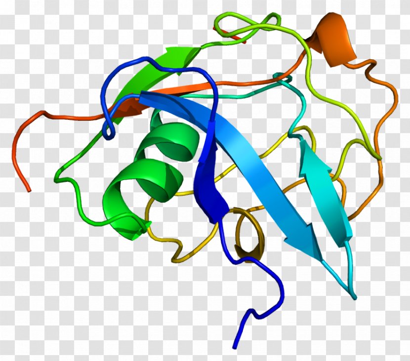 LGALS3BP Galectin-3 Lectin, Galactoside-binding, Soluble, 3 Binding Protein - Cell Adhesion - Maternal Bond Transparent PNG