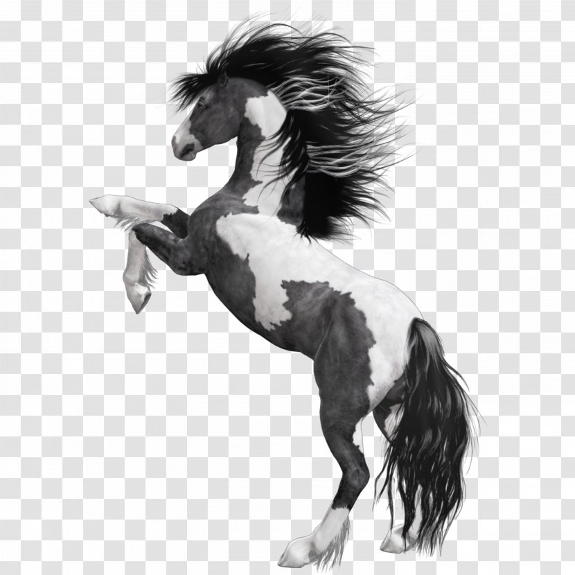 Mustang American Paint Horse Arabian White Black - Freeimg Transparent PNG