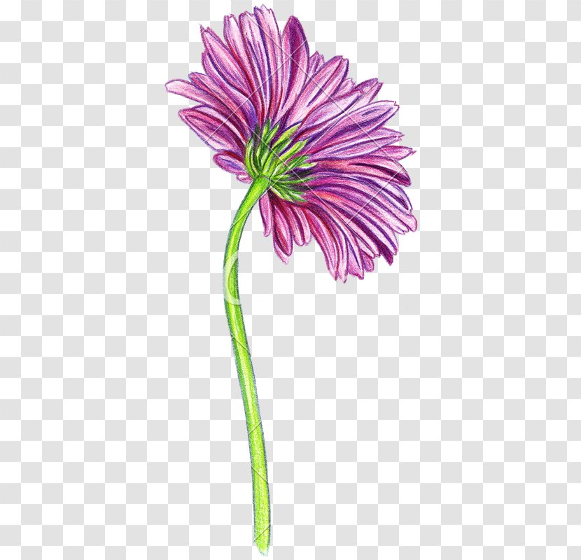 Transvaal Daisy Cut Flowers Drawing Pink - Gerbera - How To Draw A Flower Pencil Transparent PNG
