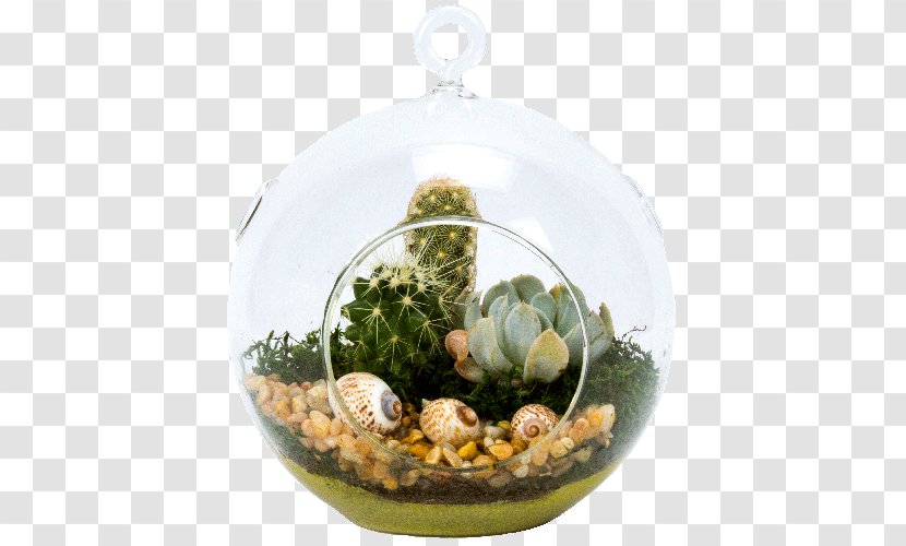 Terrarium Succulent Plant Houseplant Tillandsia - Dodecahedron - Suculent Transparent PNG