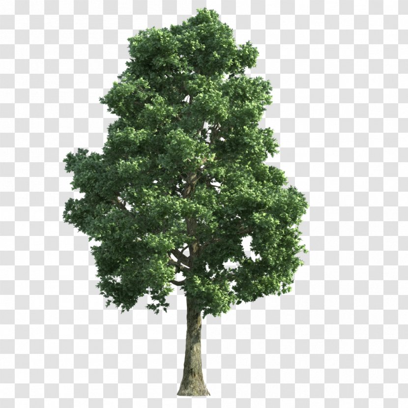 Tree Transparency And Translucency Transparent PNG