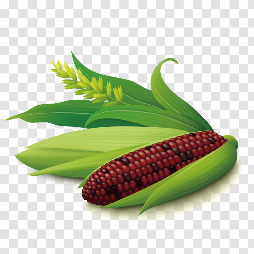 Corn On The Cob Maize Euclidean Vector - Corncob - Purple Transparent PNG