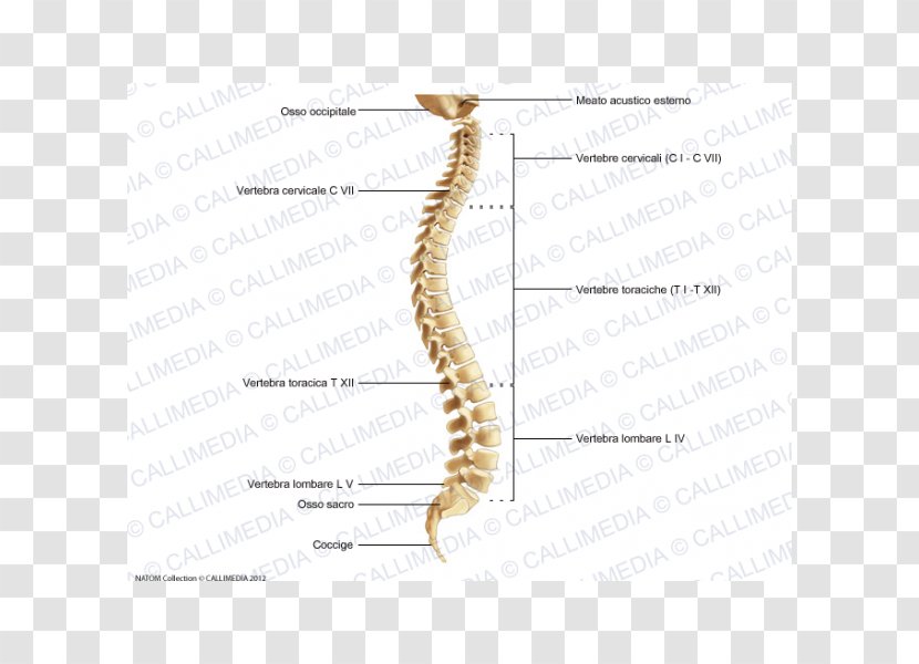 Vertebral Column Joint Invertebrate Anatomy Human Skeleton - Frame Transparent PNG