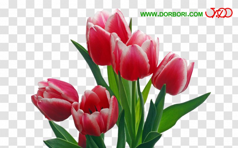 Flower Bouquet Petal Pink Flowers Parrot Tulips - Indira Gandhi Memorial Tulip Garden Transparent PNG