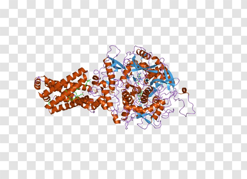Succinate Dehydrogenase Complex Subunit C SDHD Isocitrate SDHB - Cartoon Transparent PNG