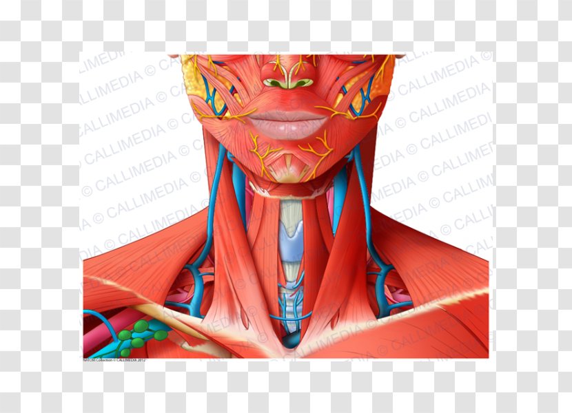 Head And Neck Anatomy Muscle Human Body - Silhouette - Superficial Temporal Nerve Transparent PNG