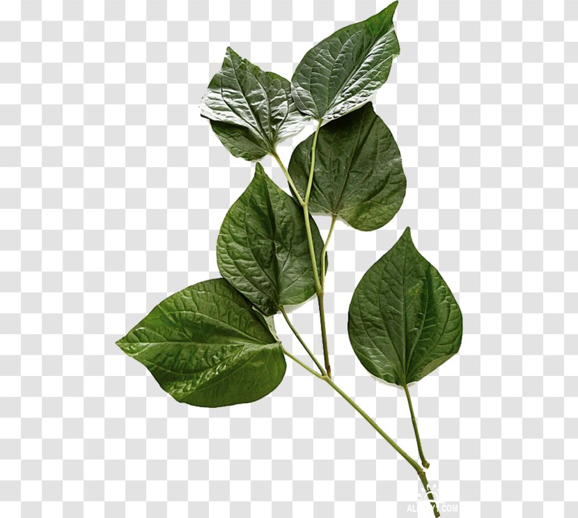 Leaf Price Vegetable Fruit Herb - Plant Transparent PNG