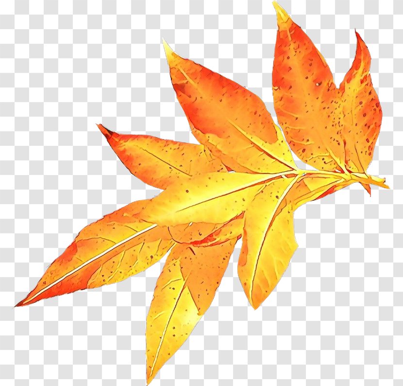 Autumn Leaf Drawing - Woody Plant - Plane Maple Transparent PNG