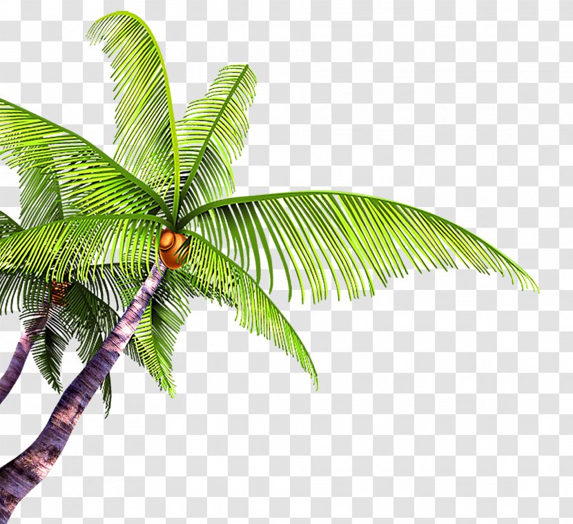 Summer Poster Beach - Grass - Great Fresh Coconut Transparent PNG