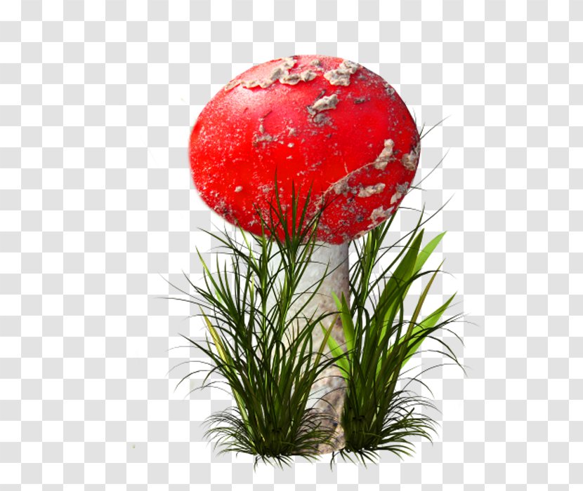 Flower ICO Icon - Mushroom - Pictures Transparent PNG