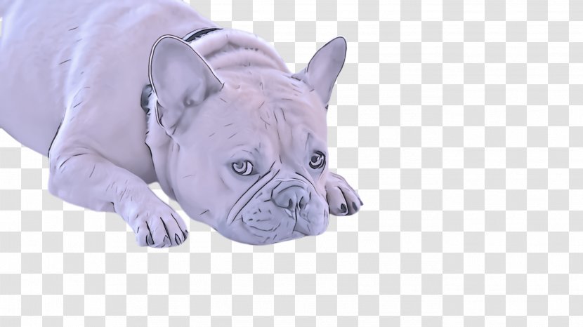 French Bulldog - Nonsporting Group Transparent PNG