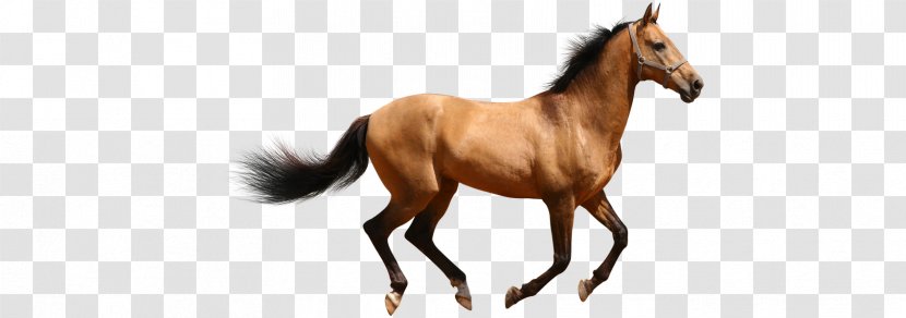 Horse Lion Puppy Cat - Mammal Transparent PNG