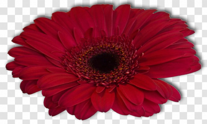 Transvaal Daisy Cut Flowers Family Stock Photography - Petal - Fresh Transparent PNG