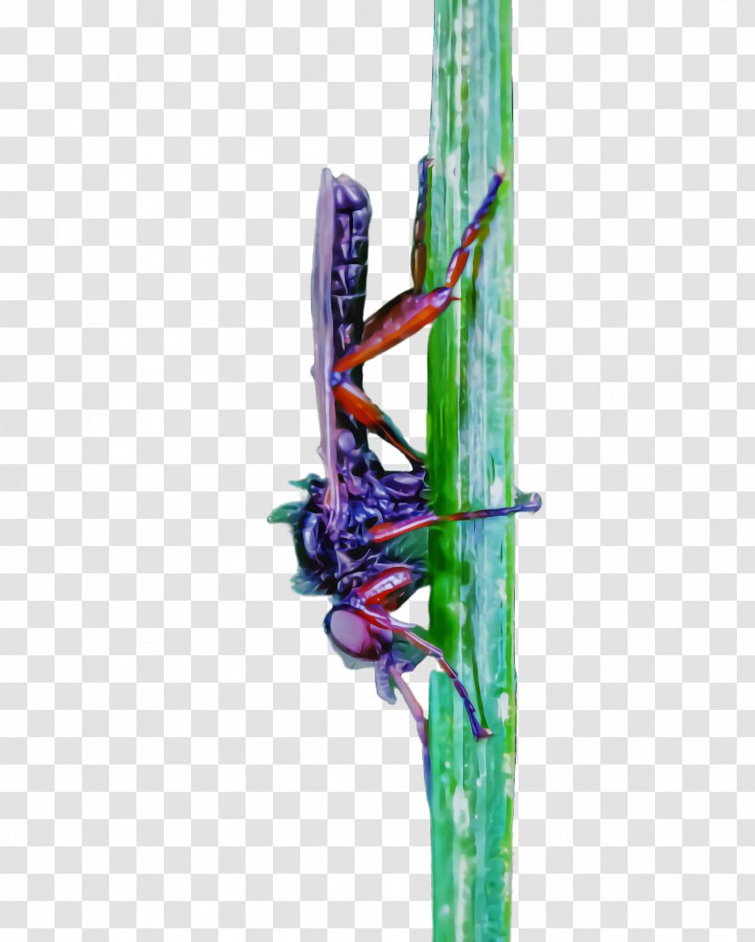 Insect Plant Stem Dragonflies And Damseflies Dragonfly - Flower Transparent PNG